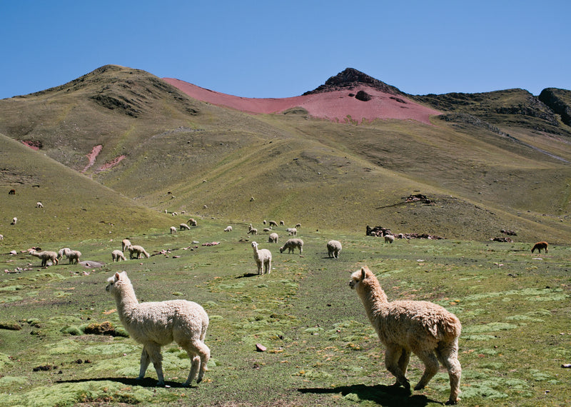 MATERIALS MATTER // ALPACA WOOL image