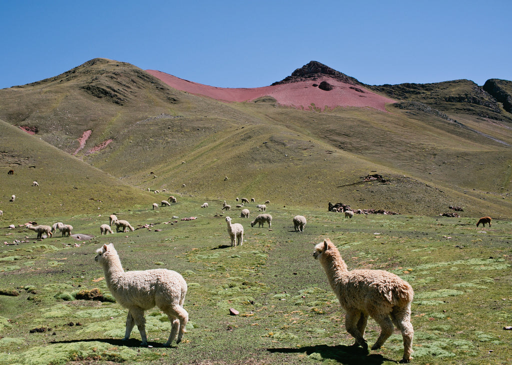 MATERIALS MATTER // ALPACA WOOL image