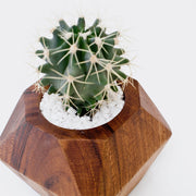 QA Test - Adia Planter