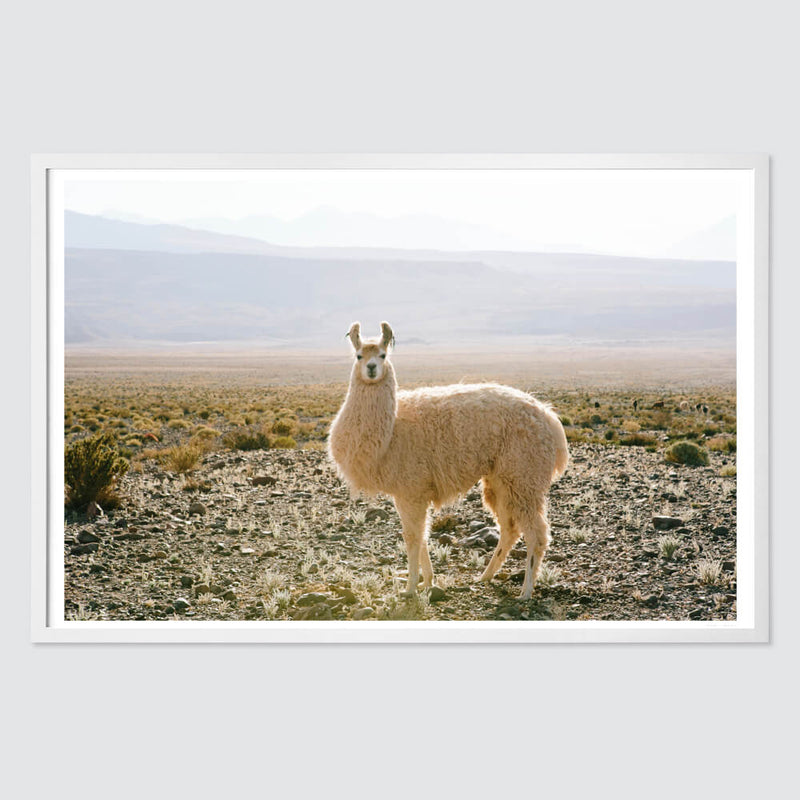 white-frame