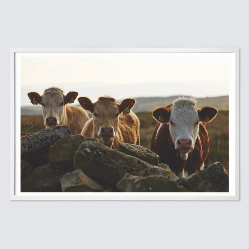 white-frame