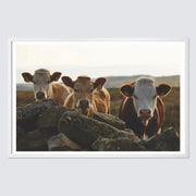 white-frame